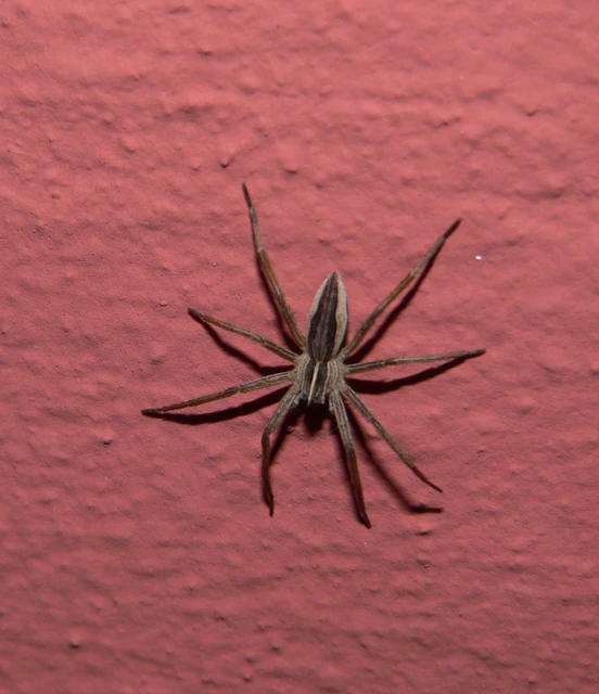Pisaura mirabilis - csodáspók