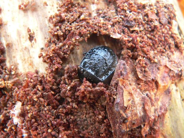 Phosphuga atrata - bordás csigarabló