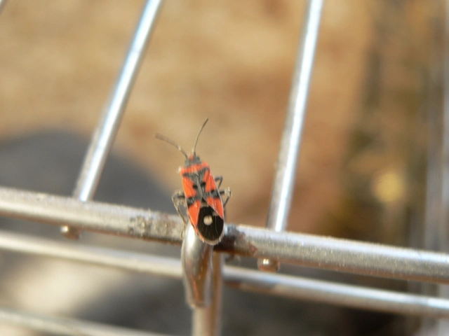 Lygaeus equestris/simulans