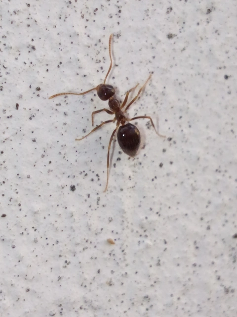 Prenolepis nitens - ragyogóhangya