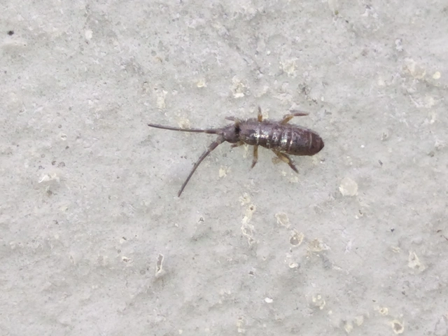 Collembola - Ugróvillások