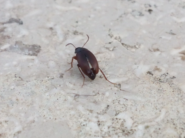 Leiodidae - pecebogárfélék Leiodidae - pecebogárfélék