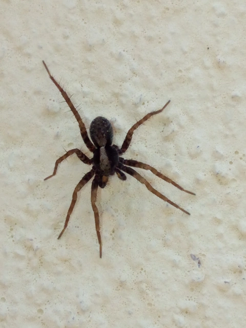 Pardosa