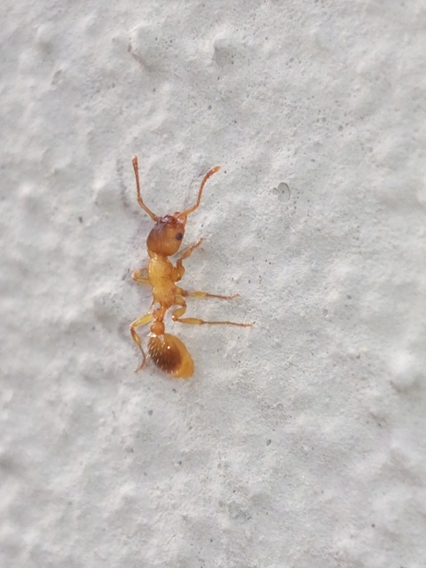 Myrmica