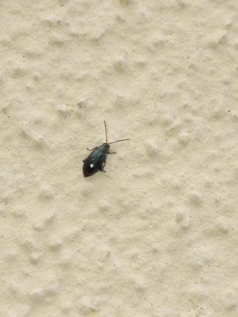 Phyllotreta