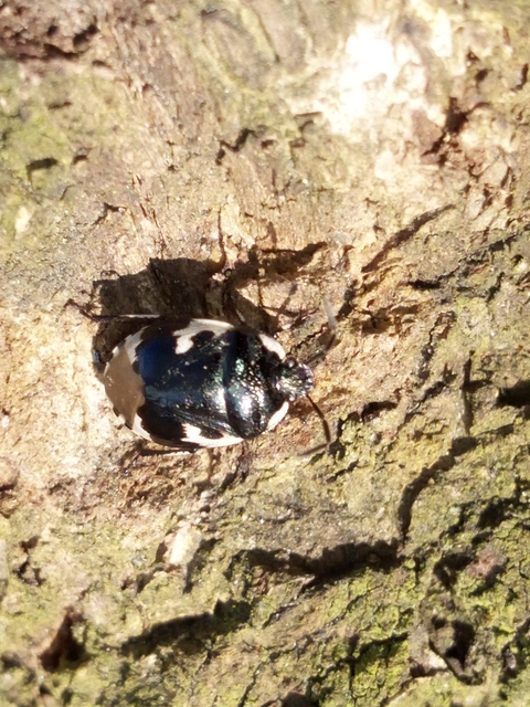 Tritomegas bicolor - foltos földipoloska