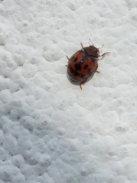 Subcoccinella vigintiquatuorpunctata - lucernaböde