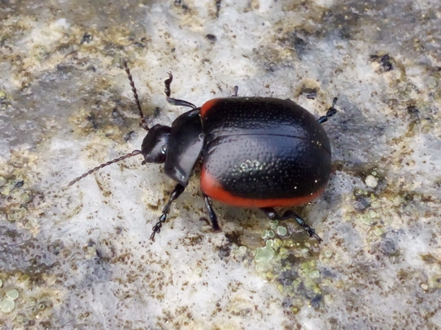 Chrysolina rossia - trapézhátú szegélyeslevelész