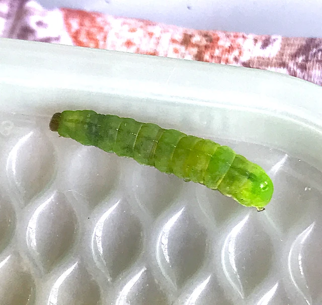 Phlogophora meticulosa - vándorló csipkésbagoly
