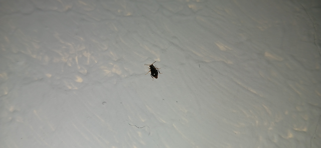 Melyridae - sziklaibogár-félék