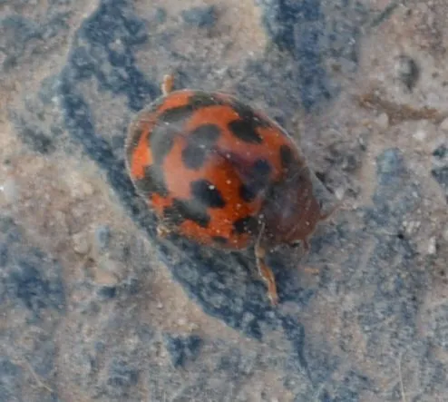 Subcoccinella vigintiquatuorpunctata - lucernaböde