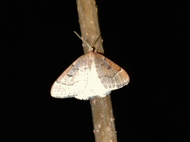 Theria rupicapraria - tavaszi kökényaraszoló