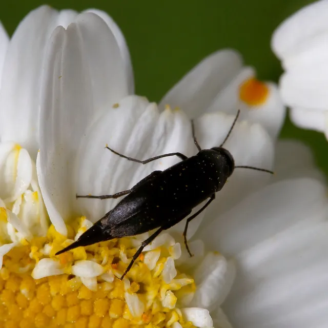 Mordellidae - marókafélék