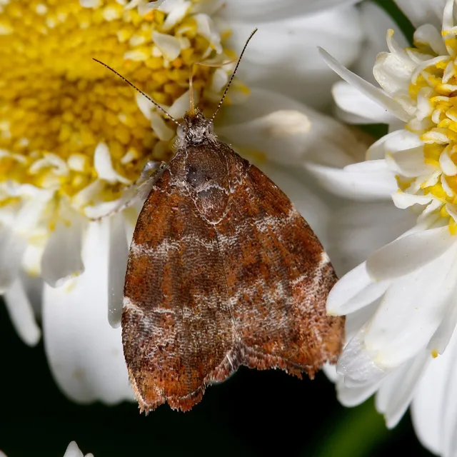 Choreutis nemorana - füge-levélmoly