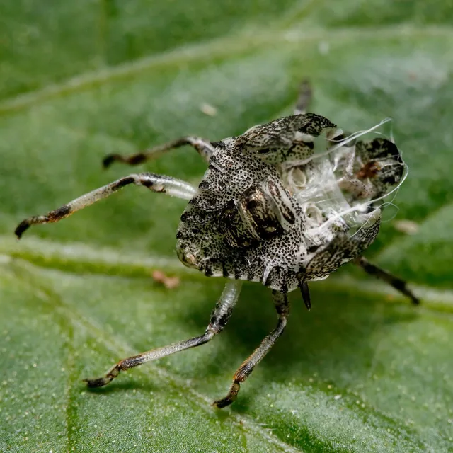 Halyomorpha halys - ázsiai márványospoloska