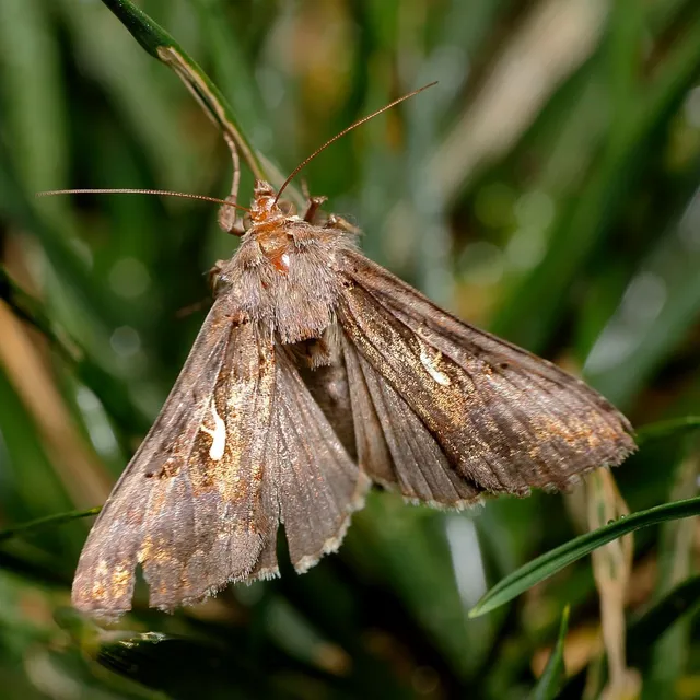 Autographa gamma - gammalepke