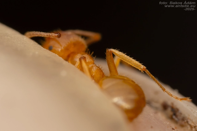 Lasius umbratus - berki borostyánhangya