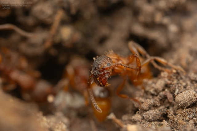 Myrmica sabuleti - gyakori bütyköshangya
