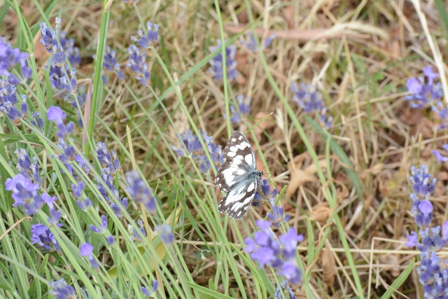 Melanargia galathea - sakktáblalepke
