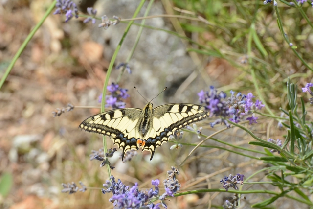 Papilio machaon - fecskefarkú lepke