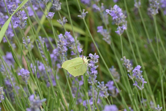 Gonepteryx rhamni - citromlepke