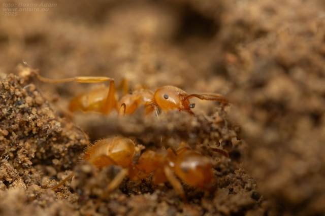 Lasius distinguendus - déli borostyánhangya