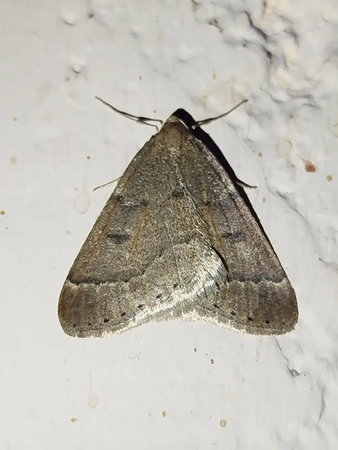 Theria rupicapraria - tavaszi kökényaraszoló