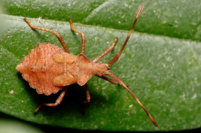 Coreus marginatus - közönséges karimáspoloska