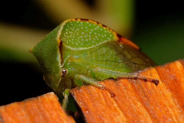 Auchenorrhyncha - Kabócák Auchenorrhyncha - Kabócák