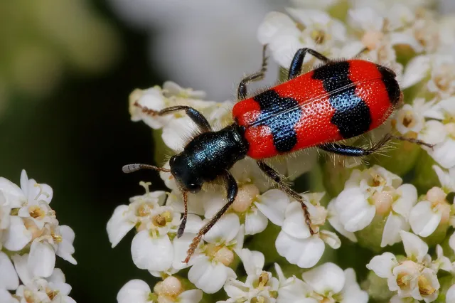 Trichodes apiarius - szalagos méhészbogár