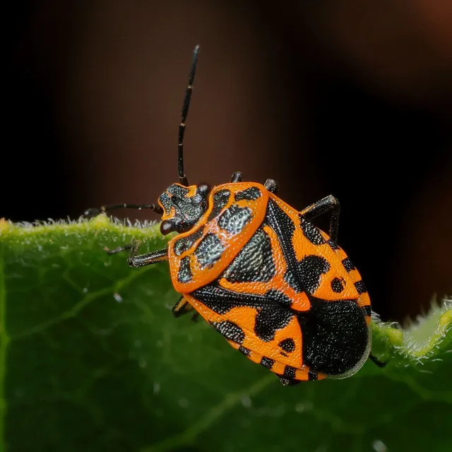 Eurydema ventralis - káposztapoloska Eurydema ventralis - káposztapoloska