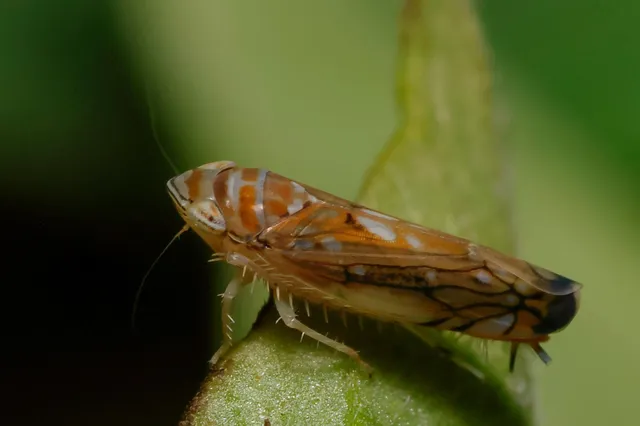 Auchenorrhyncha - Kabócák Auchenorrhyncha - Kabócák