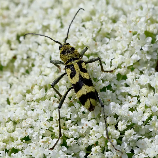 Chlorophorus varius - díszes darázscincér Chlorophorus varius - díszes darázscincér