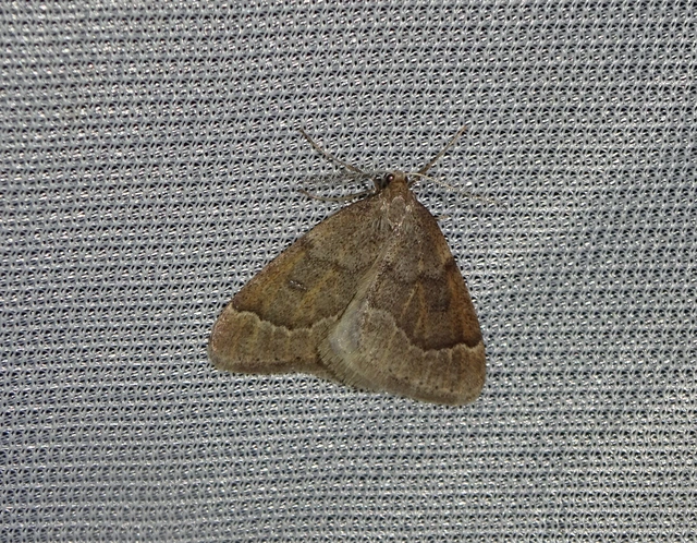 Theria rupicapraria - tavaszi kökényaraszoló