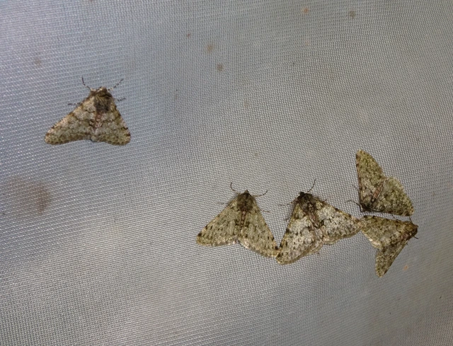 Apocheima pilosaria - zöldes tavasziaraszoló