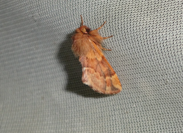 Ptilophora plumigera - tollas púposszövő