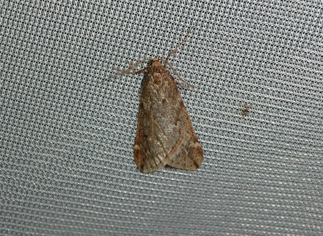 Alsophila aescularia - vadgesztenye-araszoló
