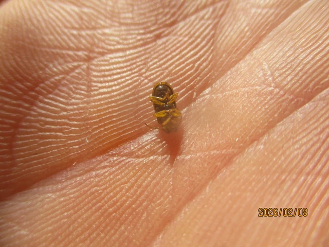 Xanthogalerucella luteola - szilfa-olajosbogár