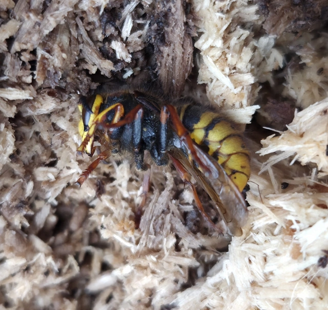 Vespula vulgaris - kecskedarázs