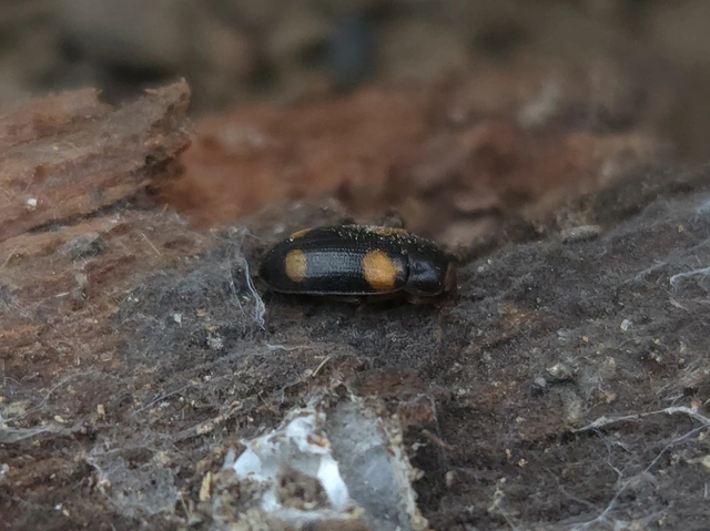 Mycetophagus quadripustulatus - négyfoltos gombabogár