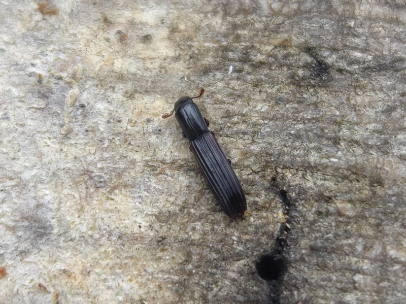 Colydium elongatum