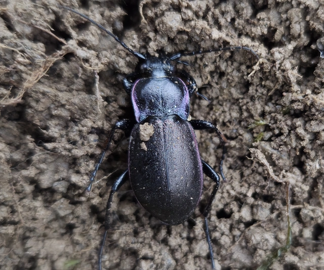 Carabus nemoralis - ligeti futrinka Carabus nemoralis - ligeti futrinka