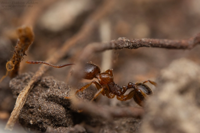 Aphaenogaster subterranea - vörös karcsúhangya