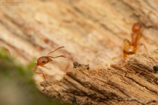 Temnothorax turcicus - sárga kéreghangya