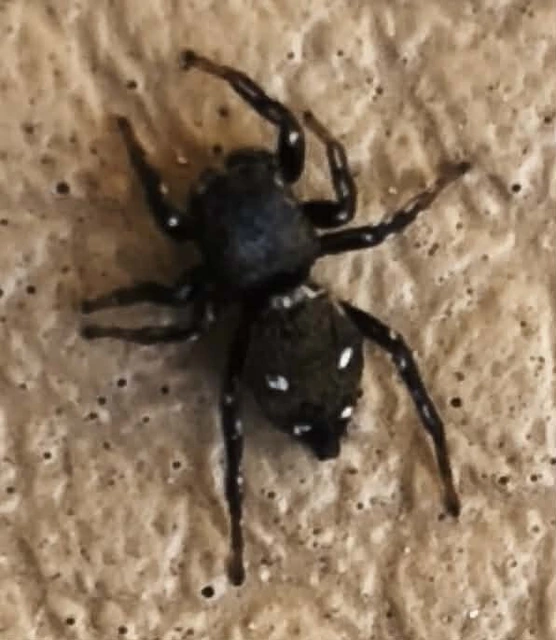 Heliophanus