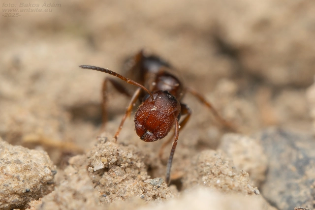 Colobopsis truncata - kapushangya