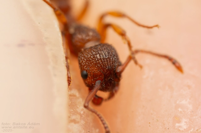 Myrmica sabuleti - gyakori bütyköshangya