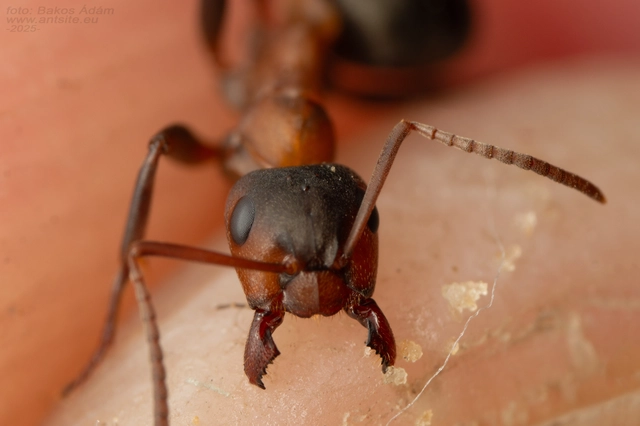 Formica sanguinea - vérvörös rablóhangya
