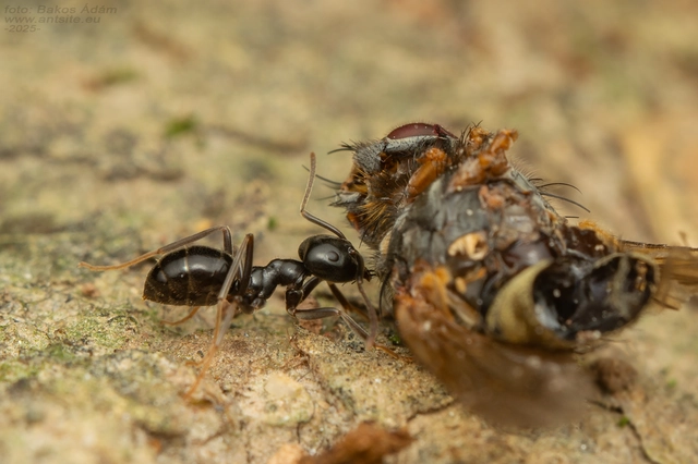 Lasius fuliginosus - kartonépítő fahangya