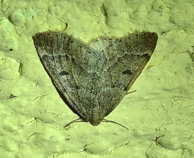 Theria rupicapraria - tavaszi kökényaraszoló